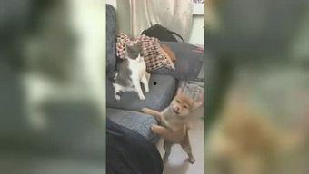 小雅姐姐爆料视频,幕后真相大曝光  第1张